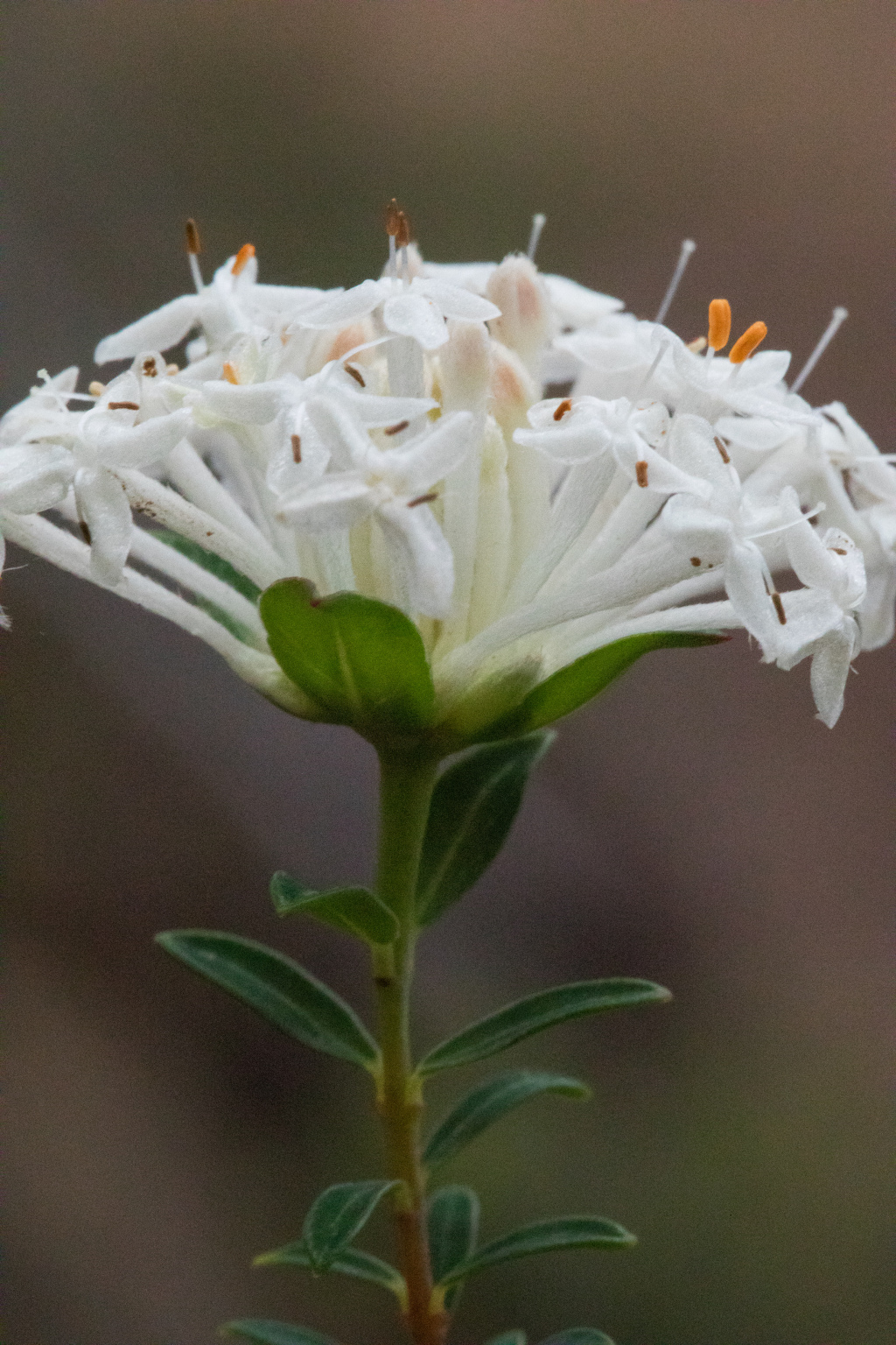 Pimelea linifolia subsp. linifolia (hero image)