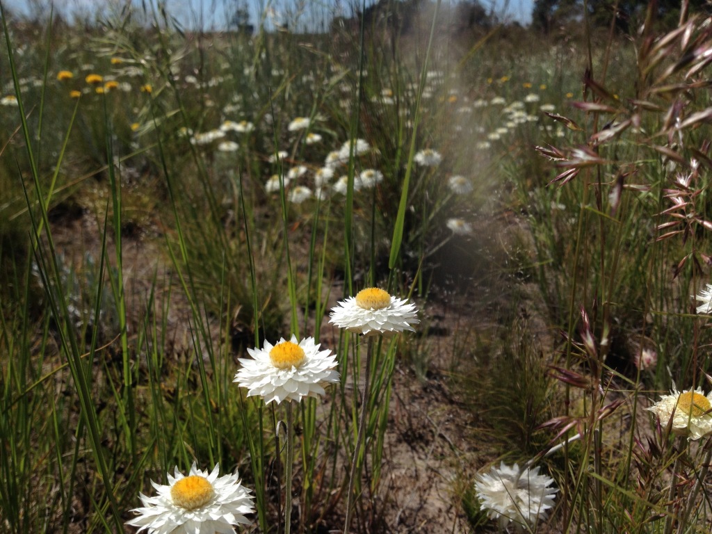 Leucochrysum albicans (hero image)