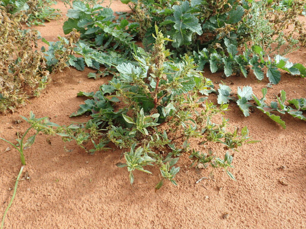 Amaranthus grandiflorus (hero image)