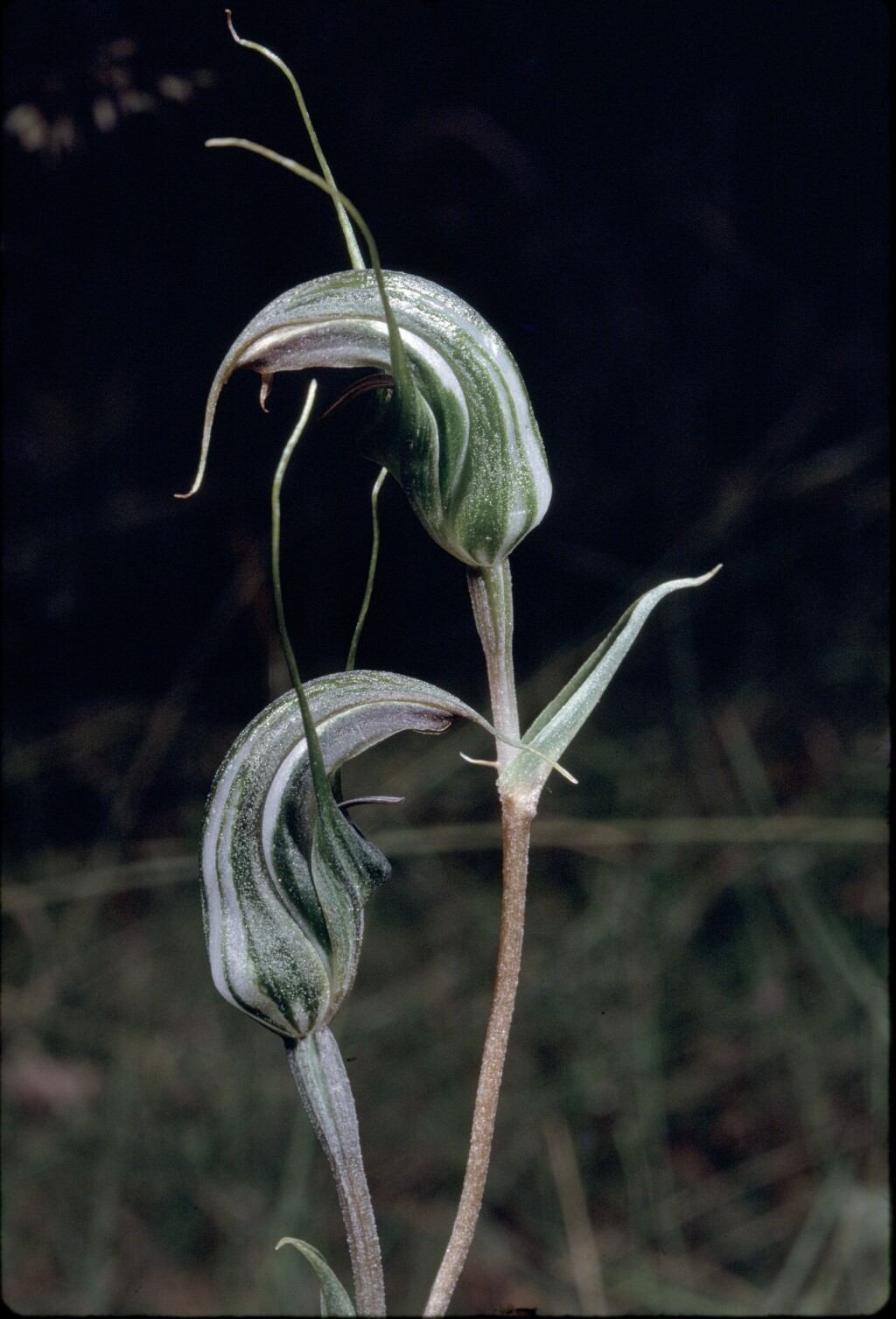 Pterostylis aestiva (hero image)