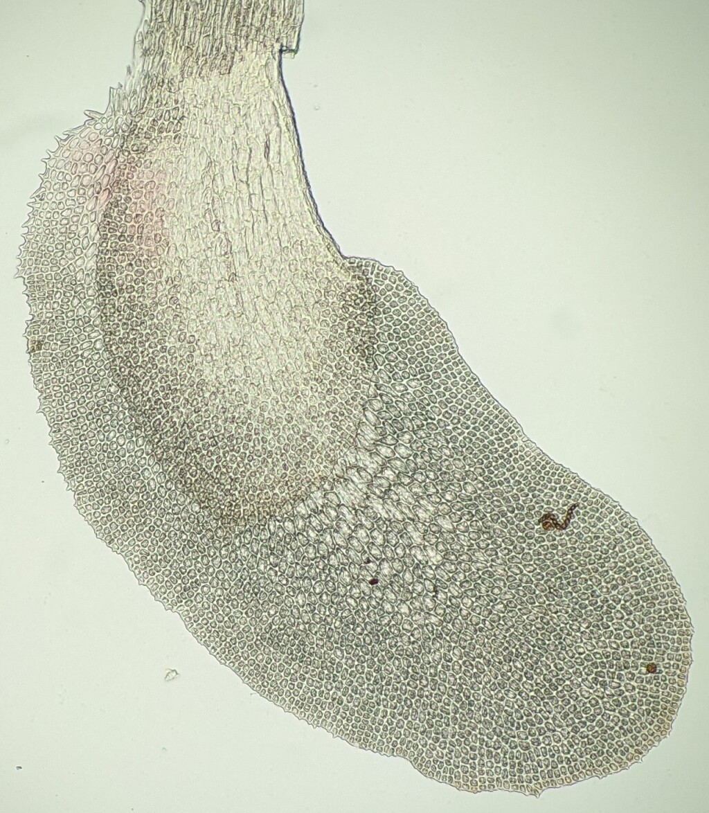Scapaniaceae (hero image)