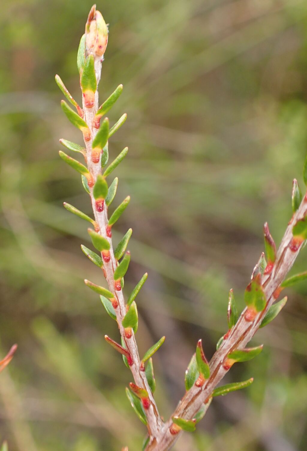 Melaleuca gibbosa (hero image)