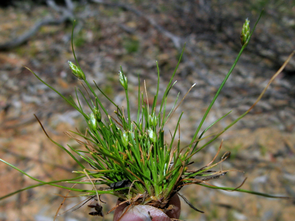 Isolepis fluitans (hero image)