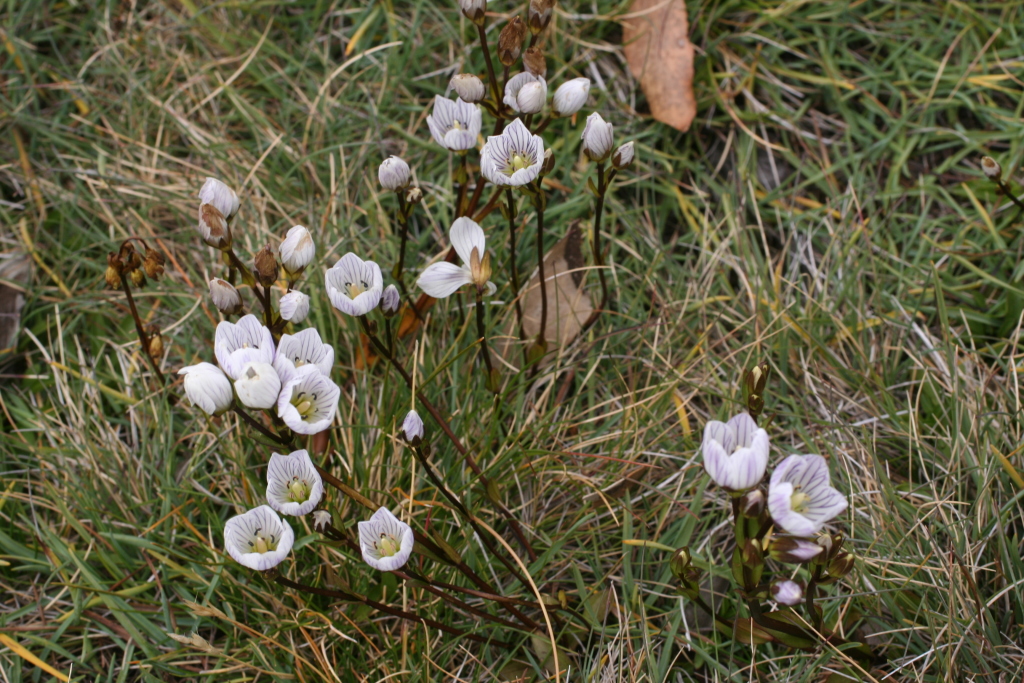 Gentianella bawbawensis (hero image)