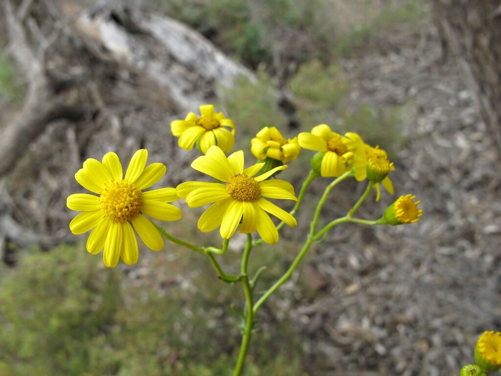 Senecio spanomerus (hero image)