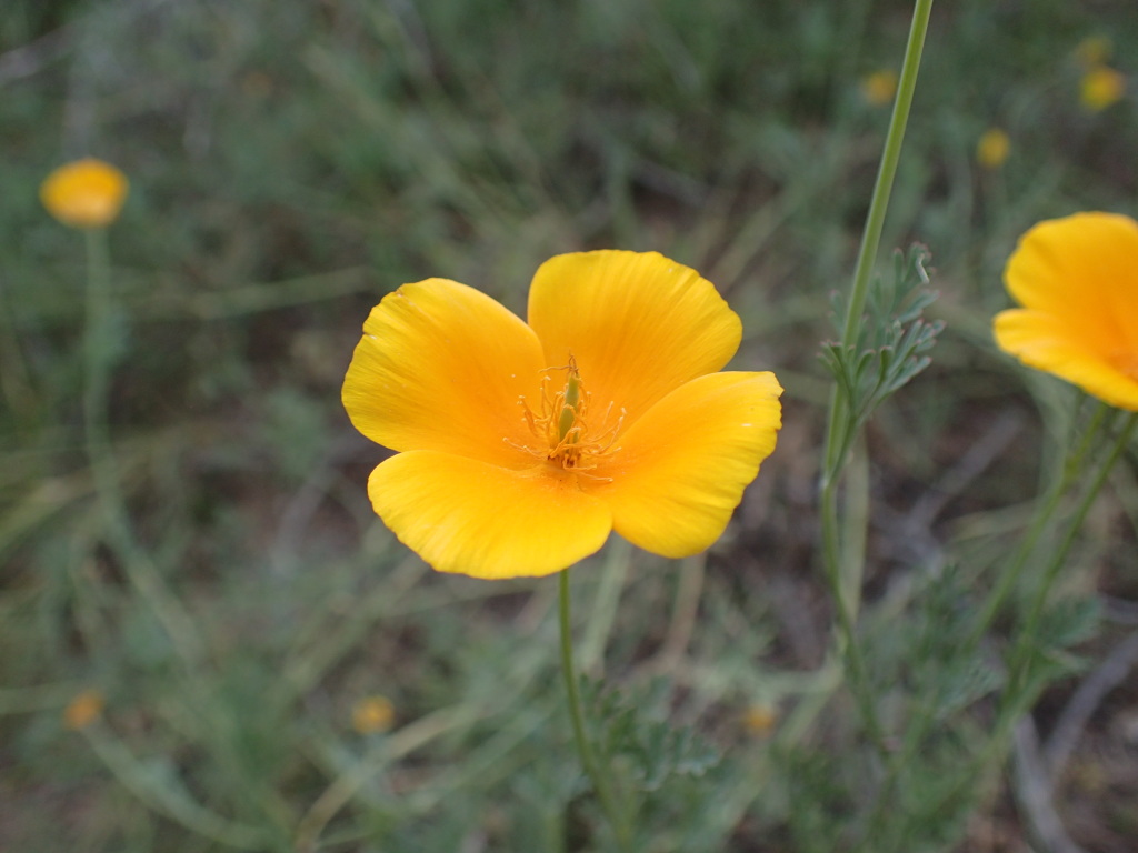 Eschscholzia californica (hero image)