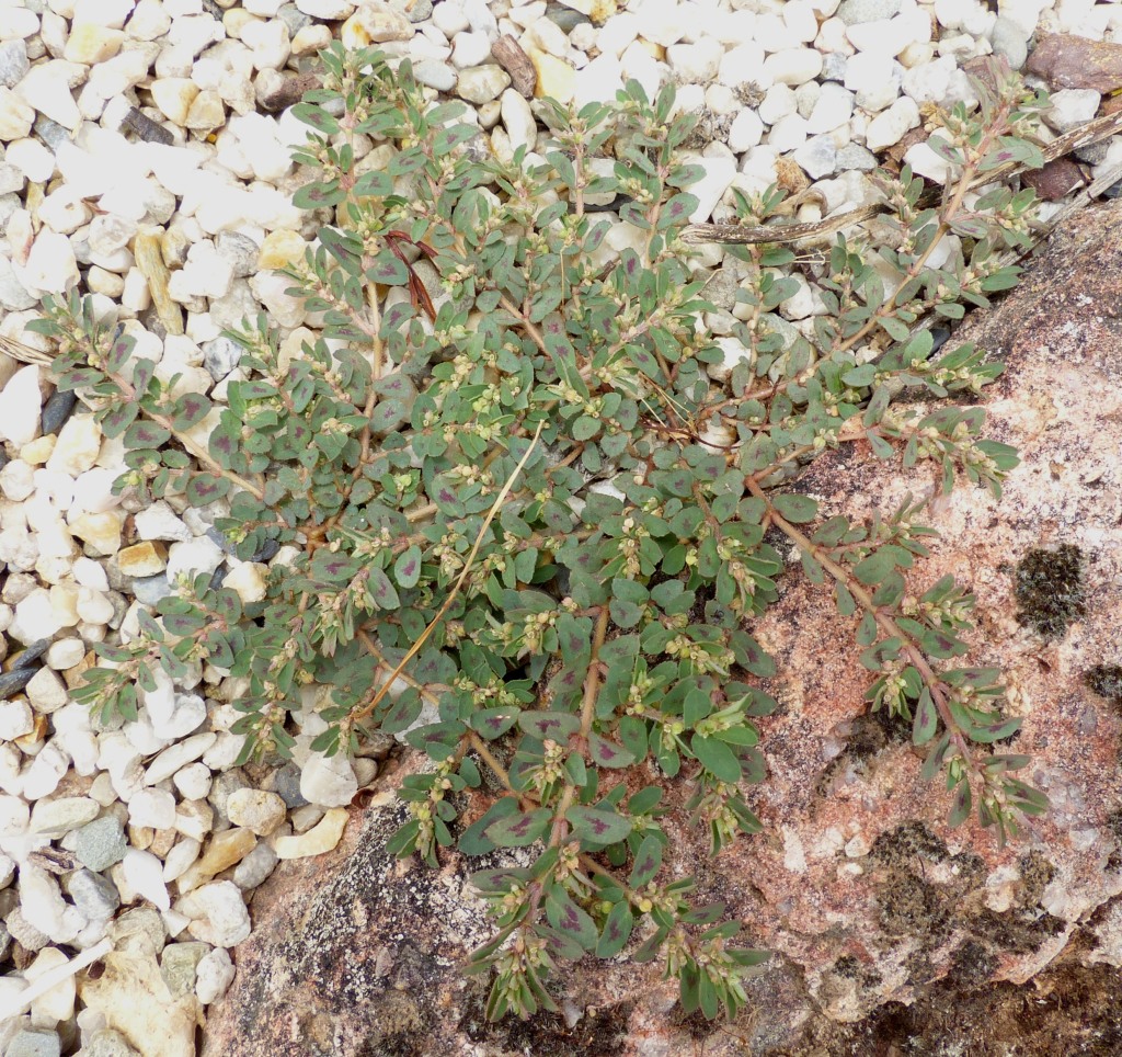 Euphorbia (hero image)