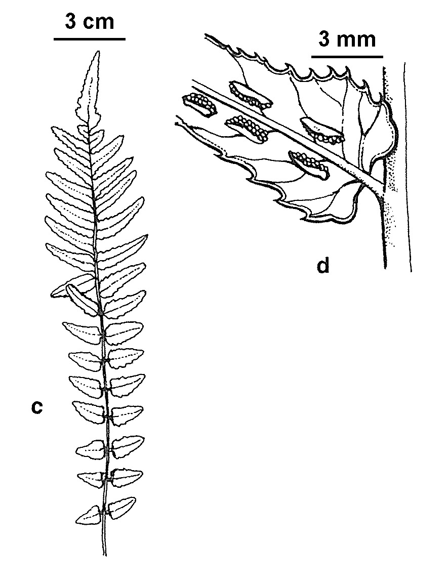 Blechnum rupestre (hero image)