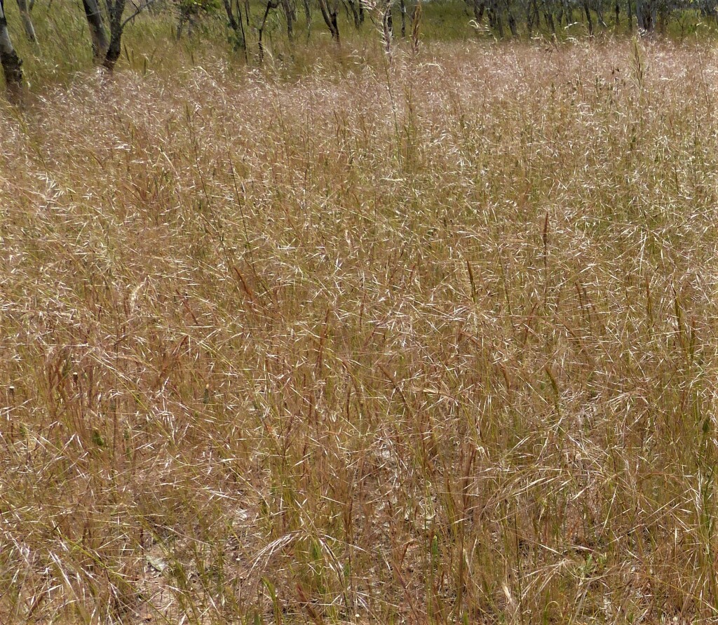 Austrostipa scabra subsp. falcata (hero image)