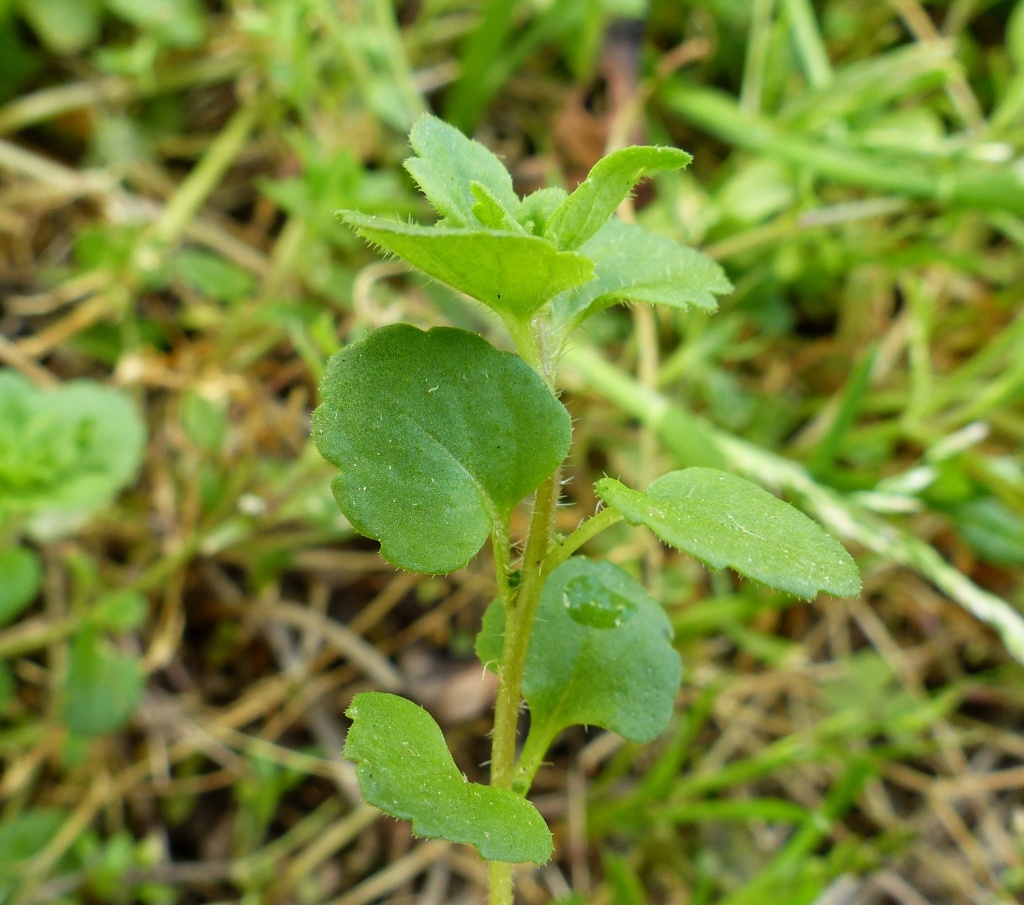 Veronica persica (hero image)