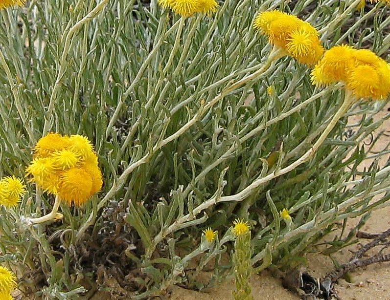 Chrysocephalum apiculatum subsp. gracile (hero image)