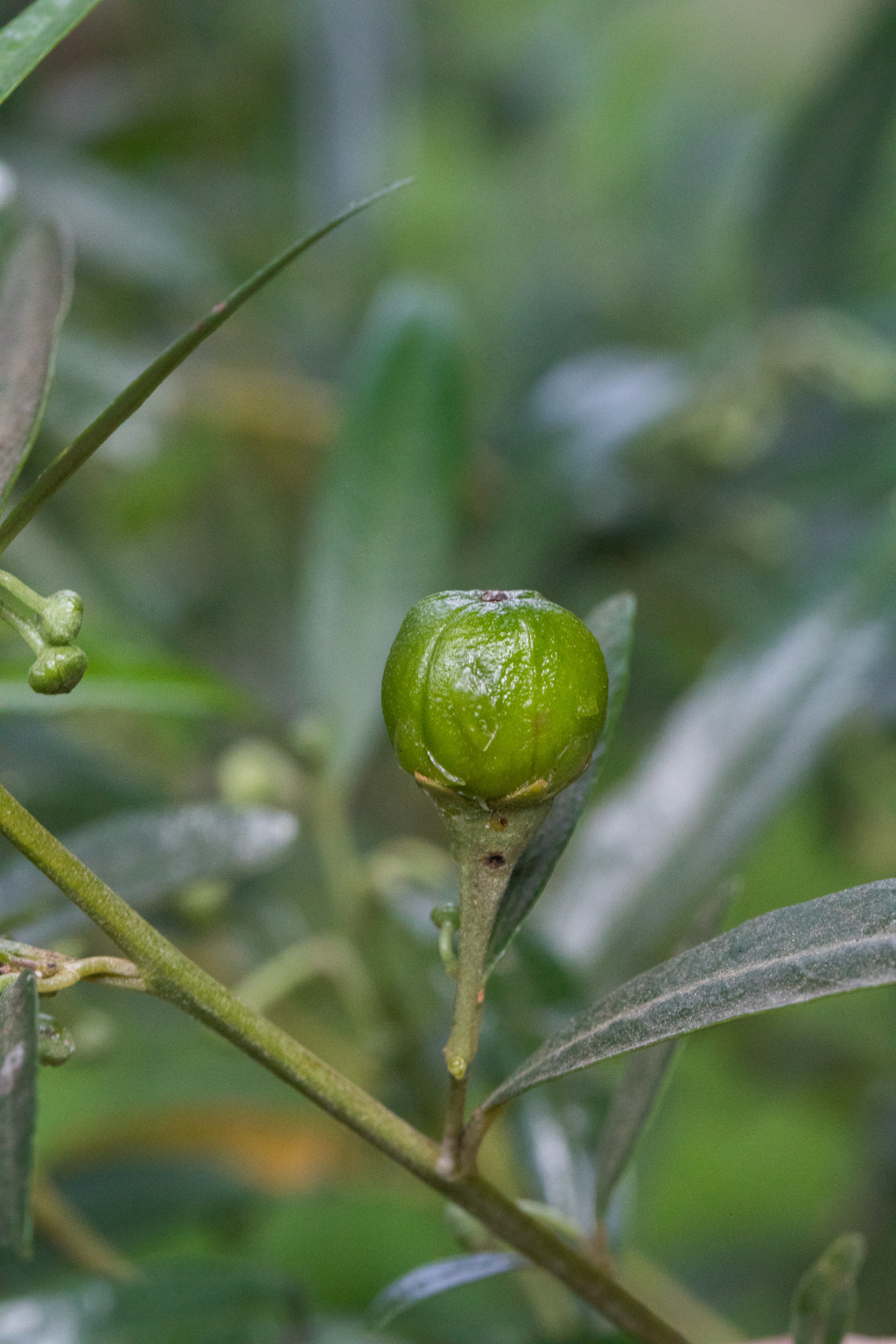 Beyeria lanceolata (hero image)