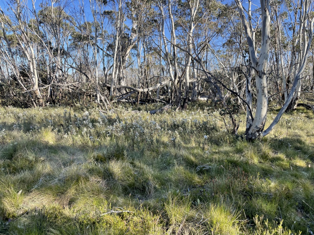 Olearia phlogopappa (hero image)
