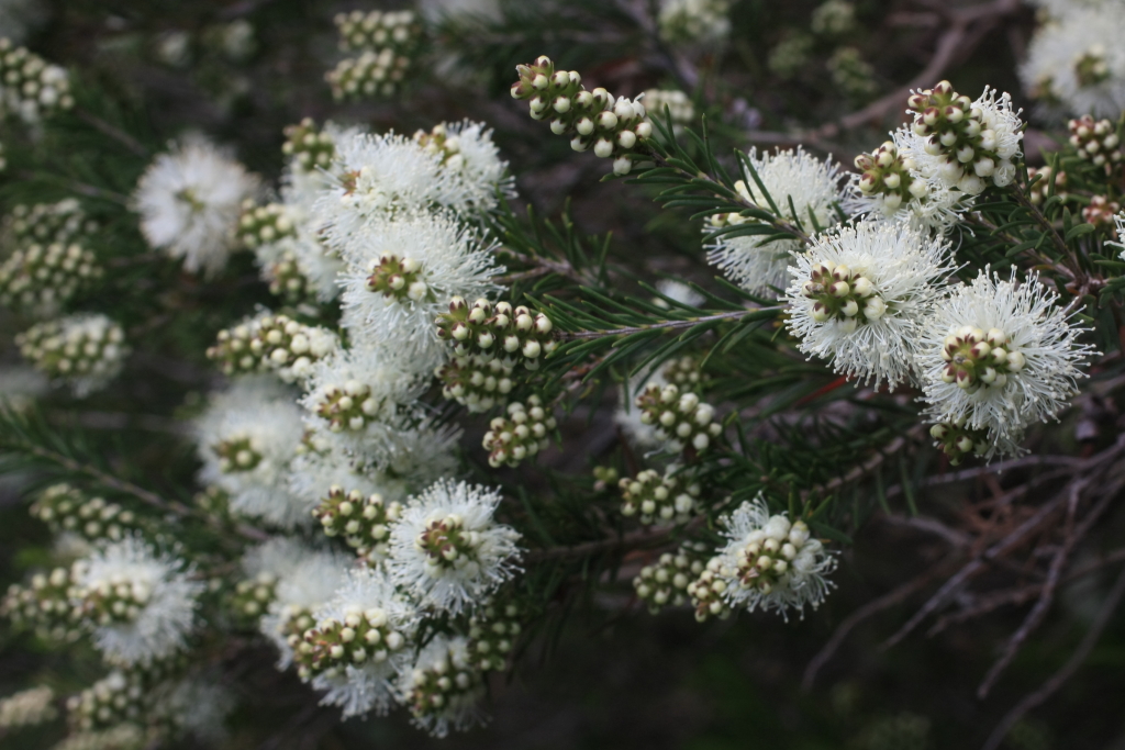 Melaleuca ericifolia (hero image)