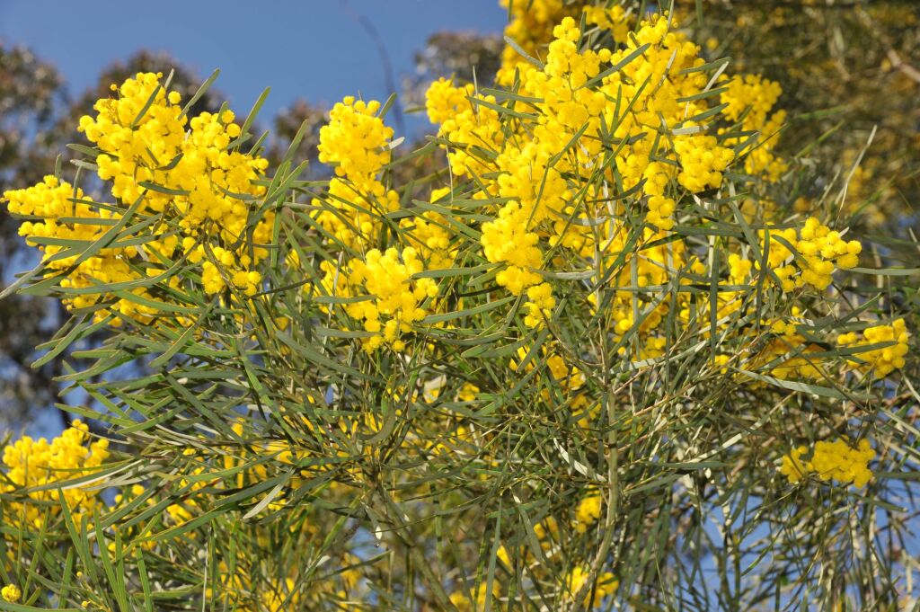 Acacia linearifolia (hero image)