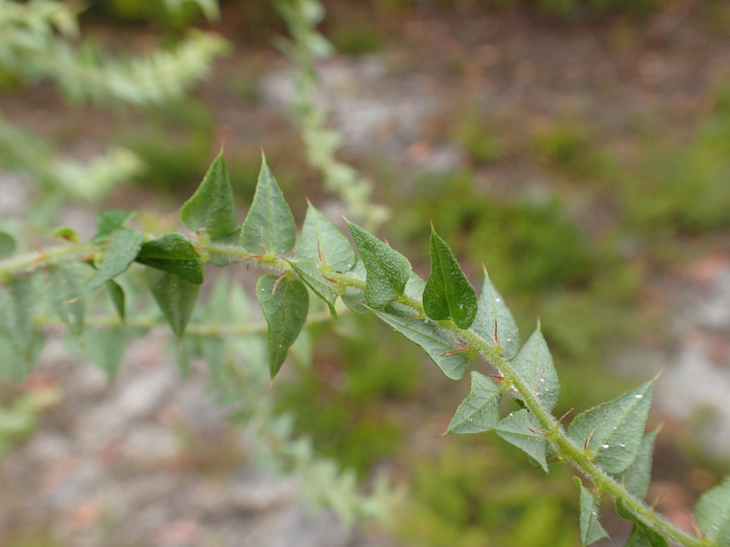 Bossiaea cordifolia (hero image)