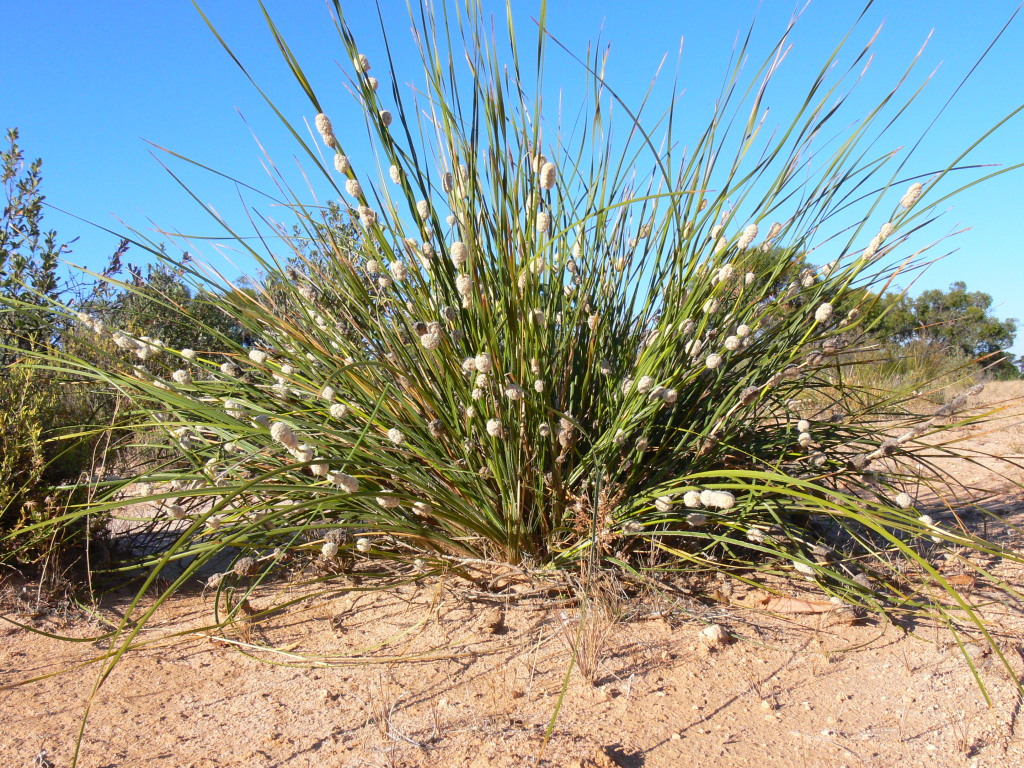 Lomandra leucocephala subsp. robusta (hero image)