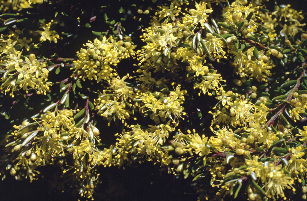 Leionema phylicifolium (hero image)