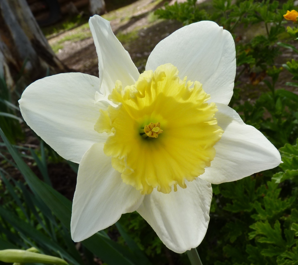 Narcissus pseudonarcissus (hero image)