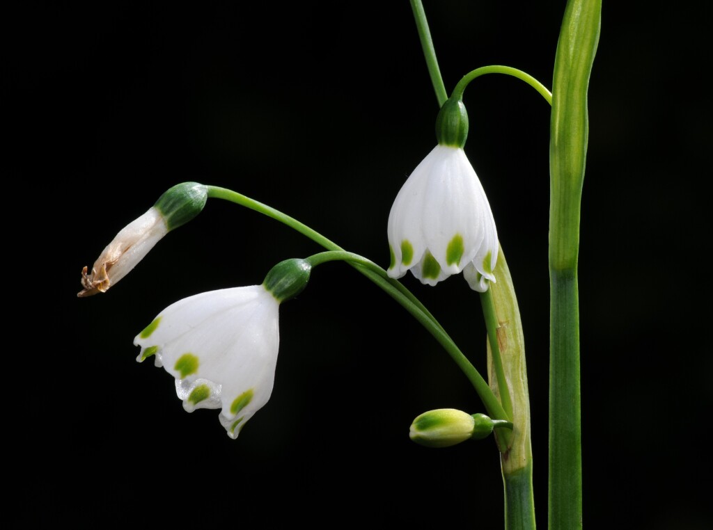 Leucojum aestivum (hero image)