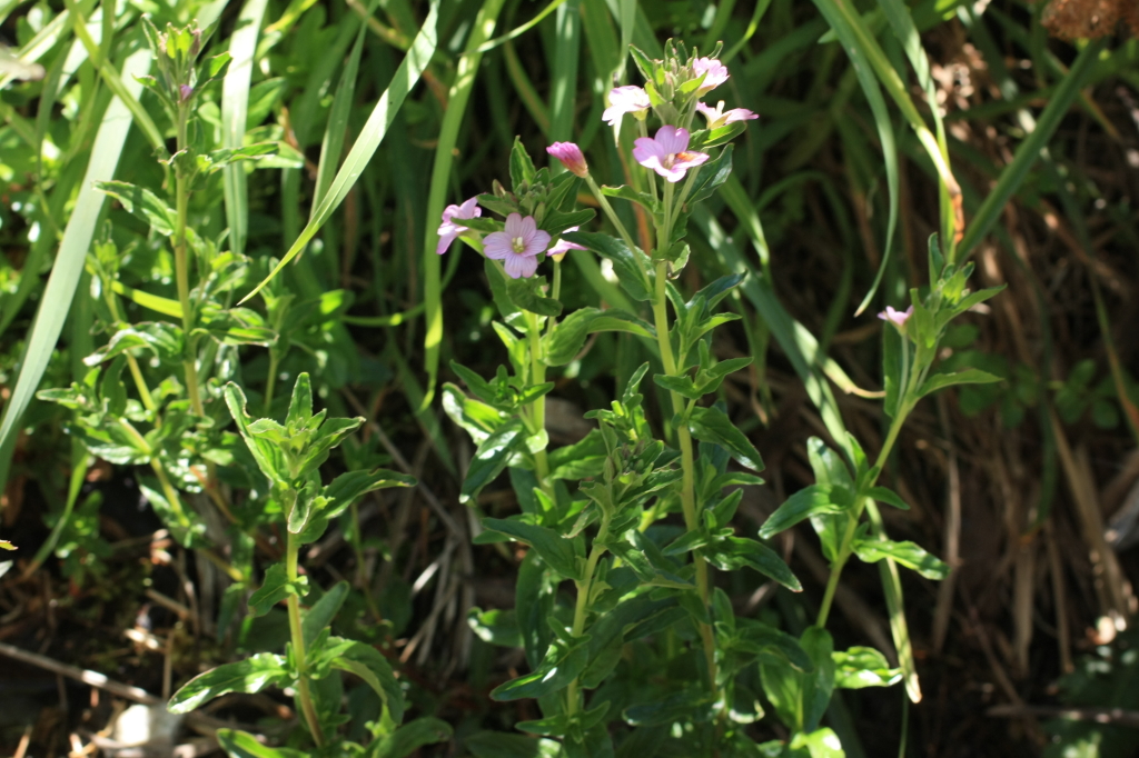 Epilobium billardiereanum subsp. hydrophilum (hero image)