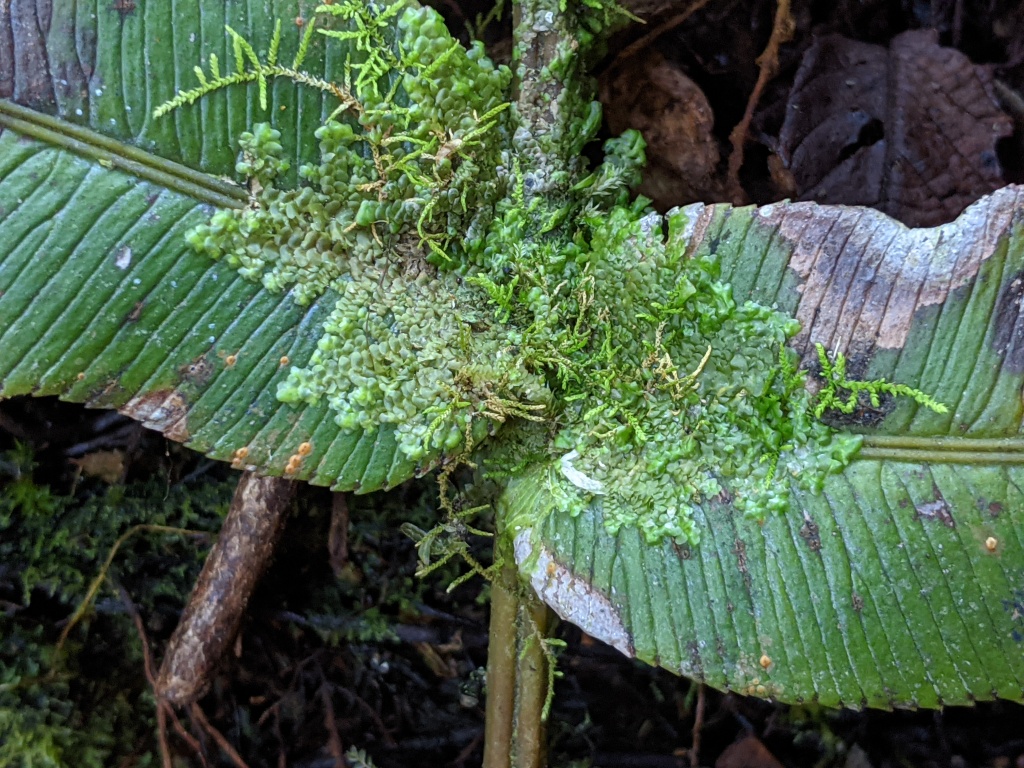 Radulaceae (hero image)