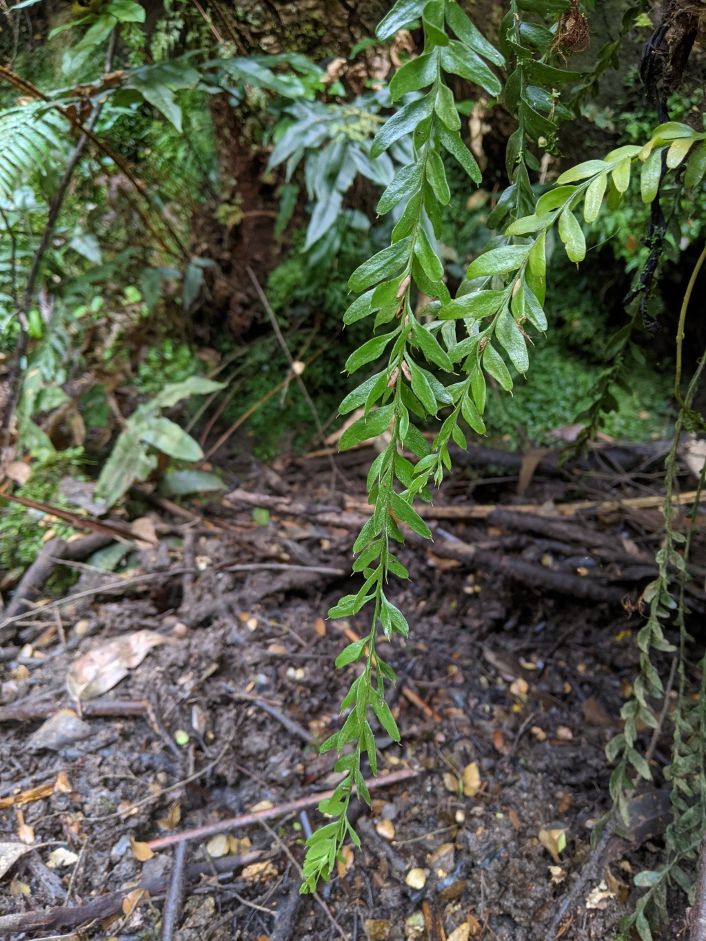 Tmesipteris obliqua (hero image)