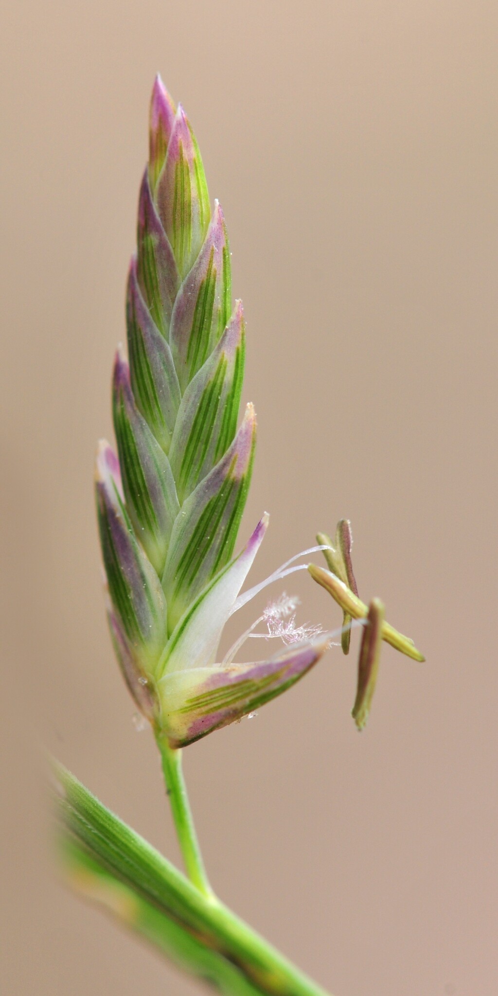Distichlis distichophylla (hero image)