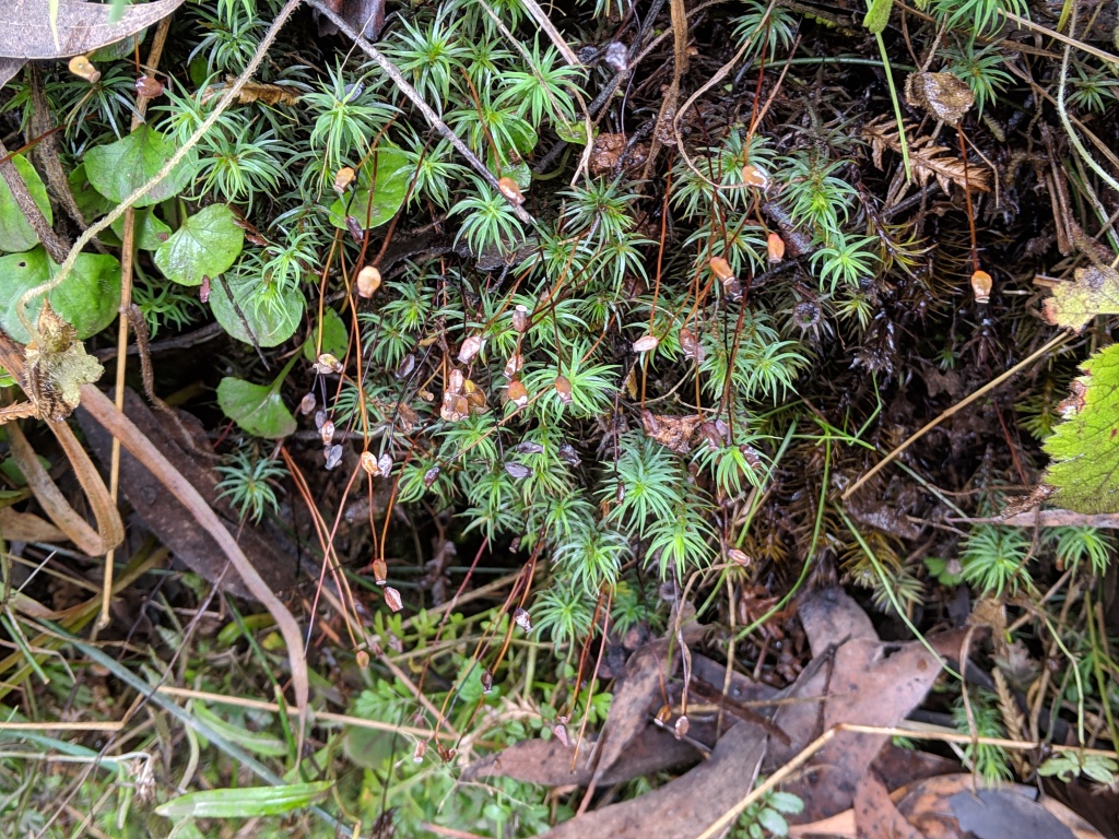 Polytrichadelphus (hero image)