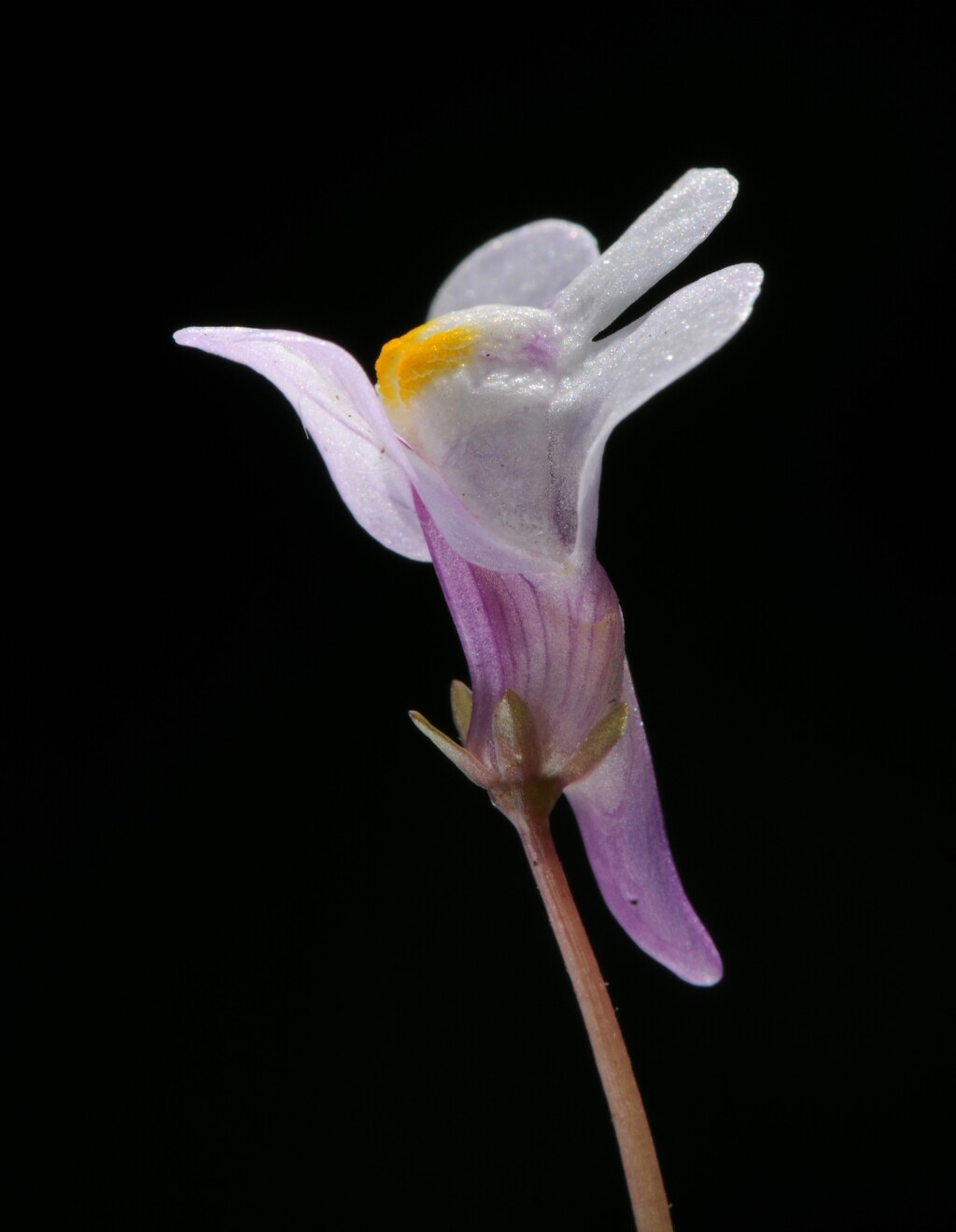 Cymbalaria muralis (hero image)