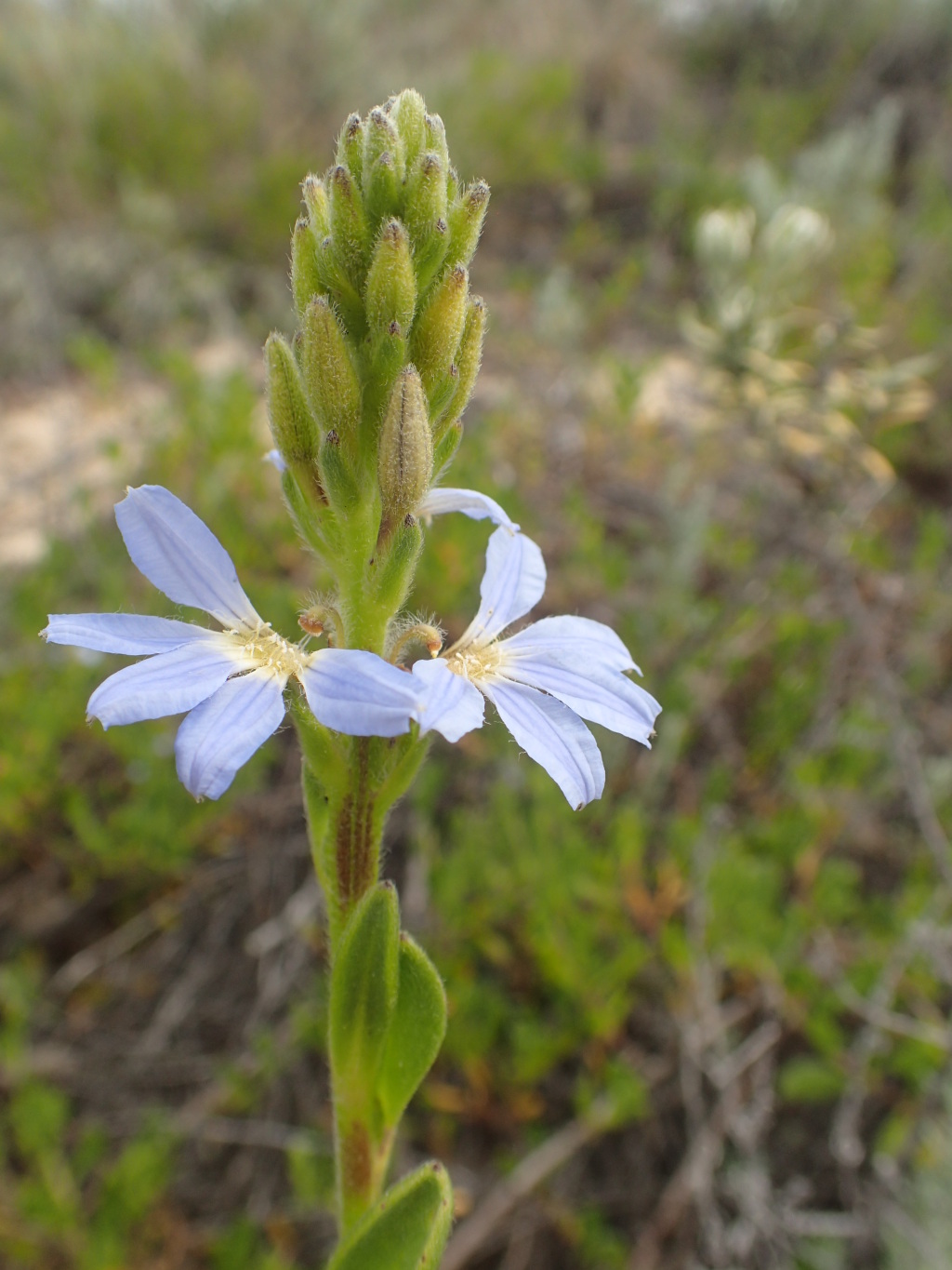 Scaevola calendulacea (hero image)