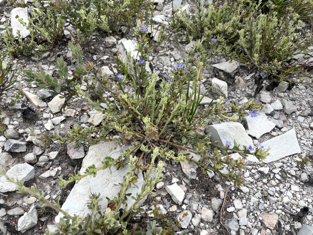 Dampiera fusca (hero image)