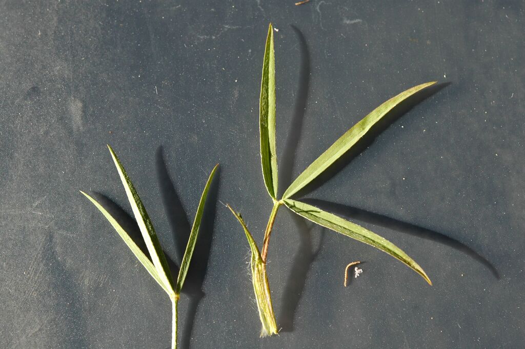 Trifolium angustifolium var. angustifolium (hero image)