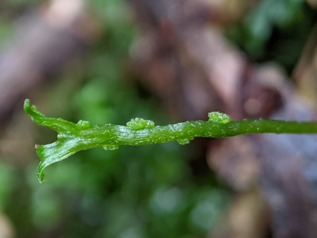 Hymenophytaceae (hero image)