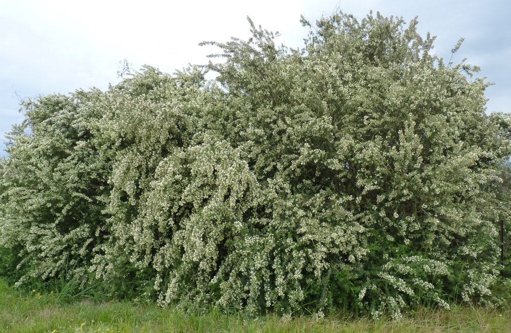 Chamaecytisus palmensis (hero image)