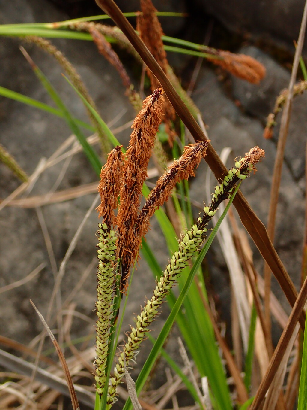 Carex polyantha (hero image)