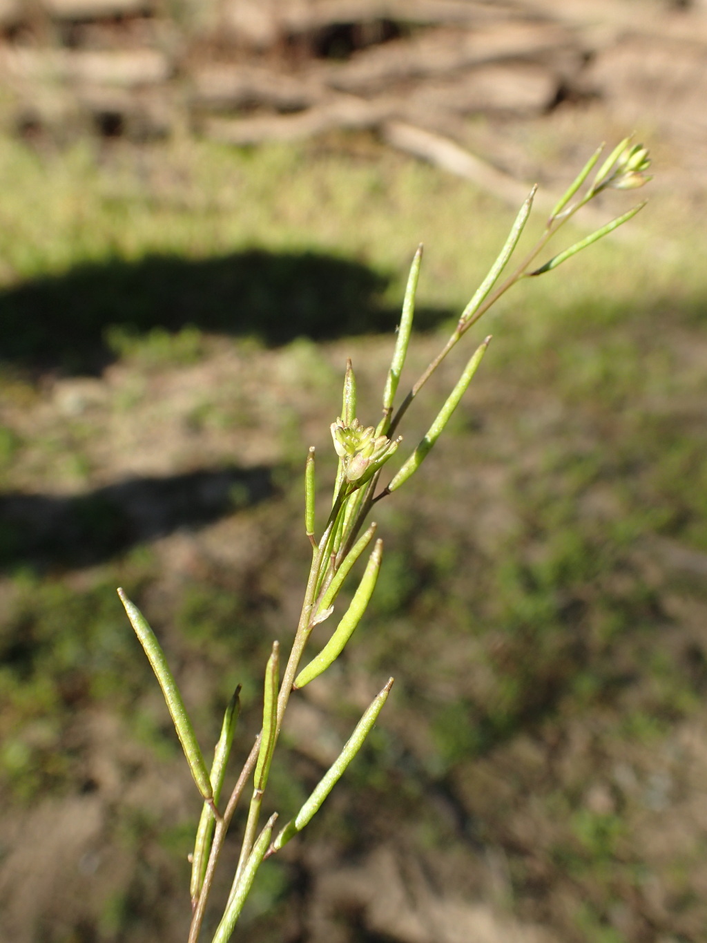 Rorippa eustylis (hero image)