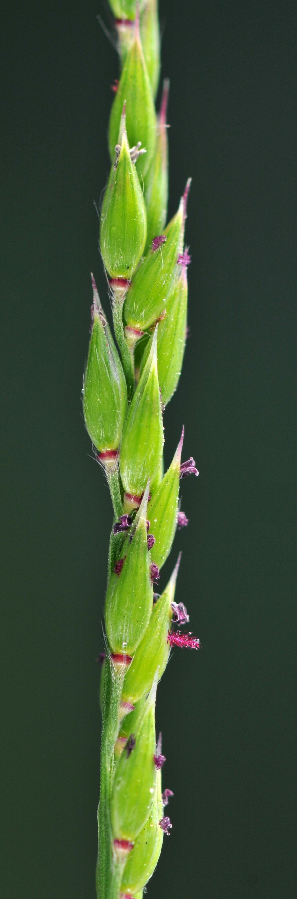 Eriochloa (hero image)