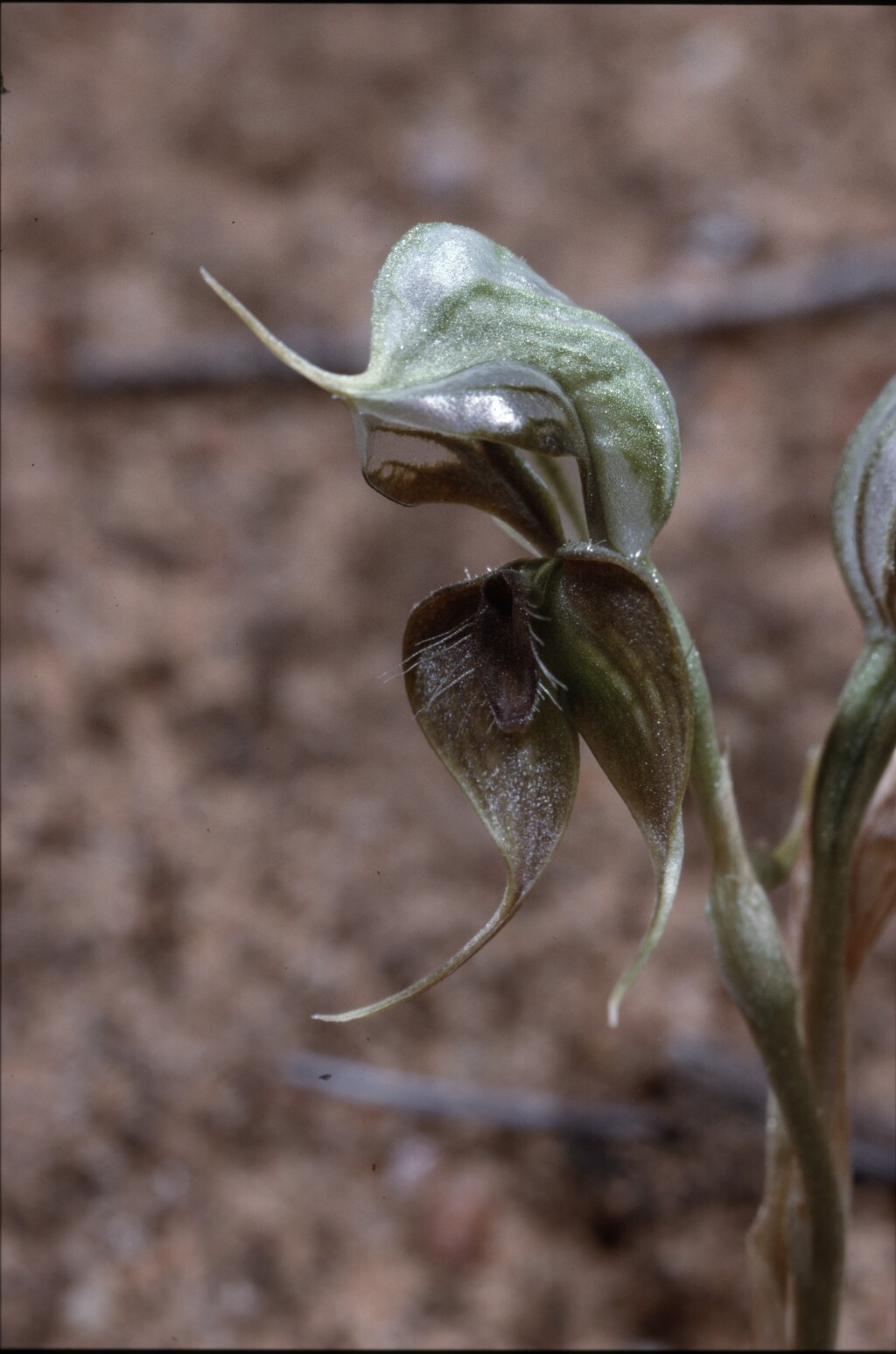 Pterostylis xerophila (hero image)