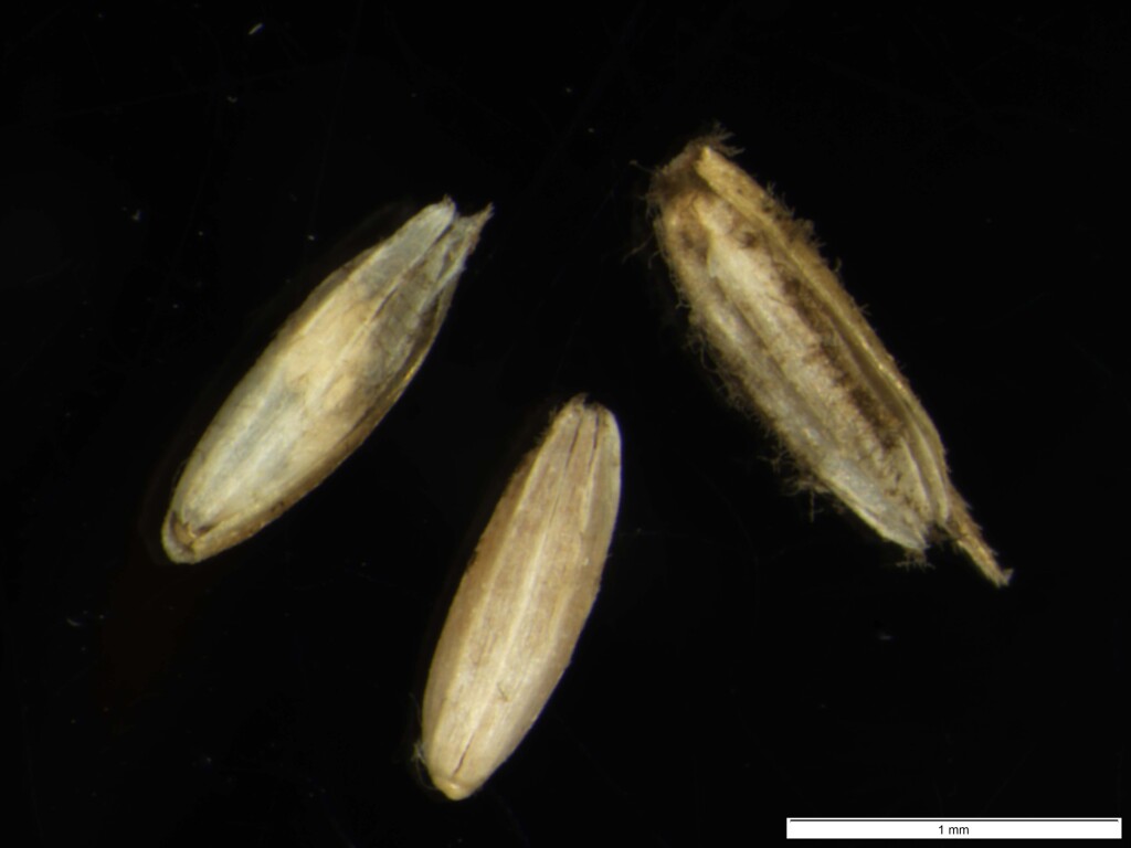 Agrostis parviflora (hero image)