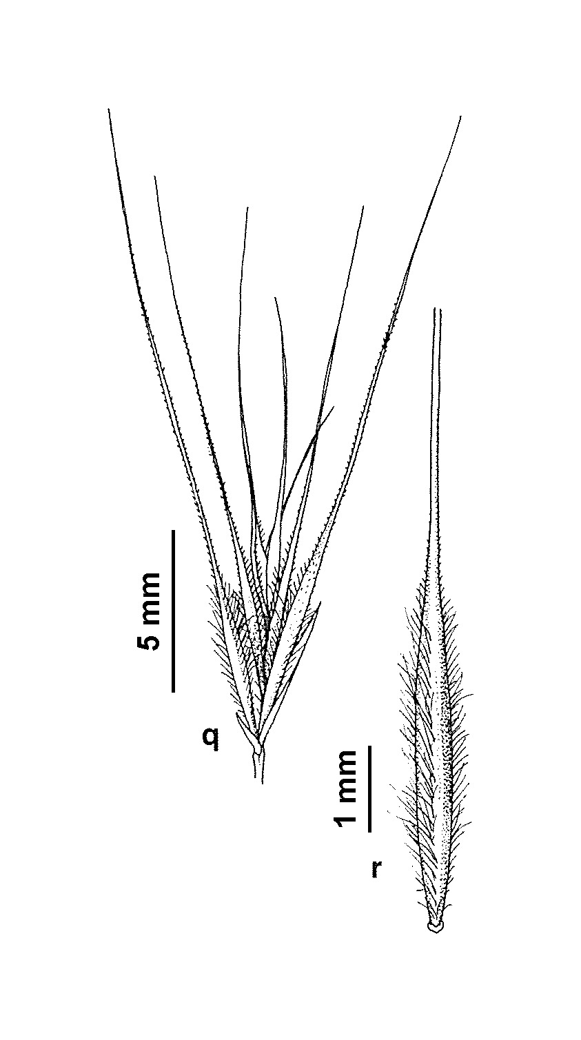 Vulpia ciliata (hero image)