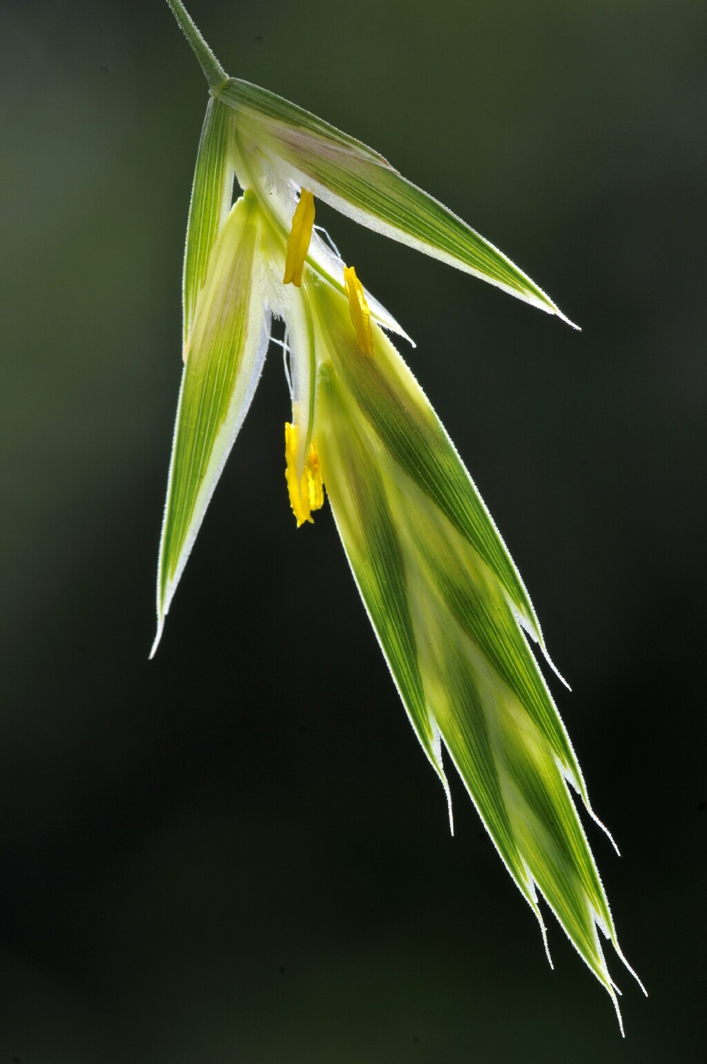 Bromus catharticus (hero image)