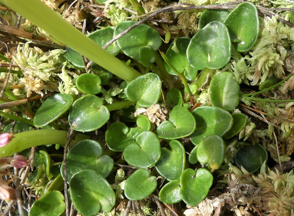 Diplaspis nivis (hero image)