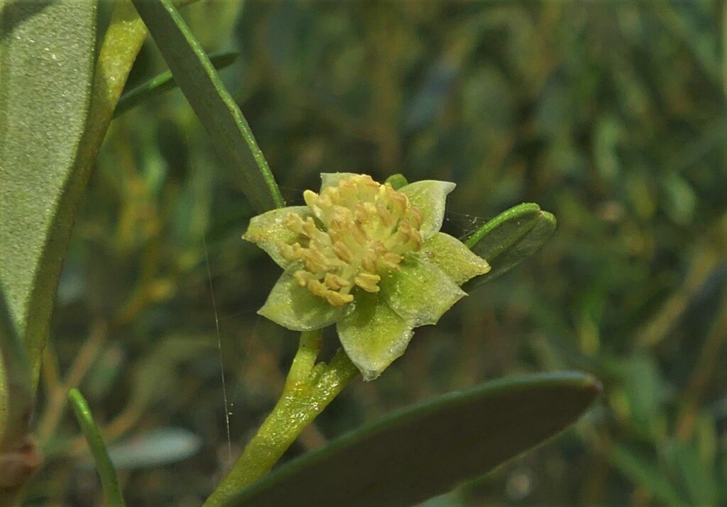 Beyeria (hero image)