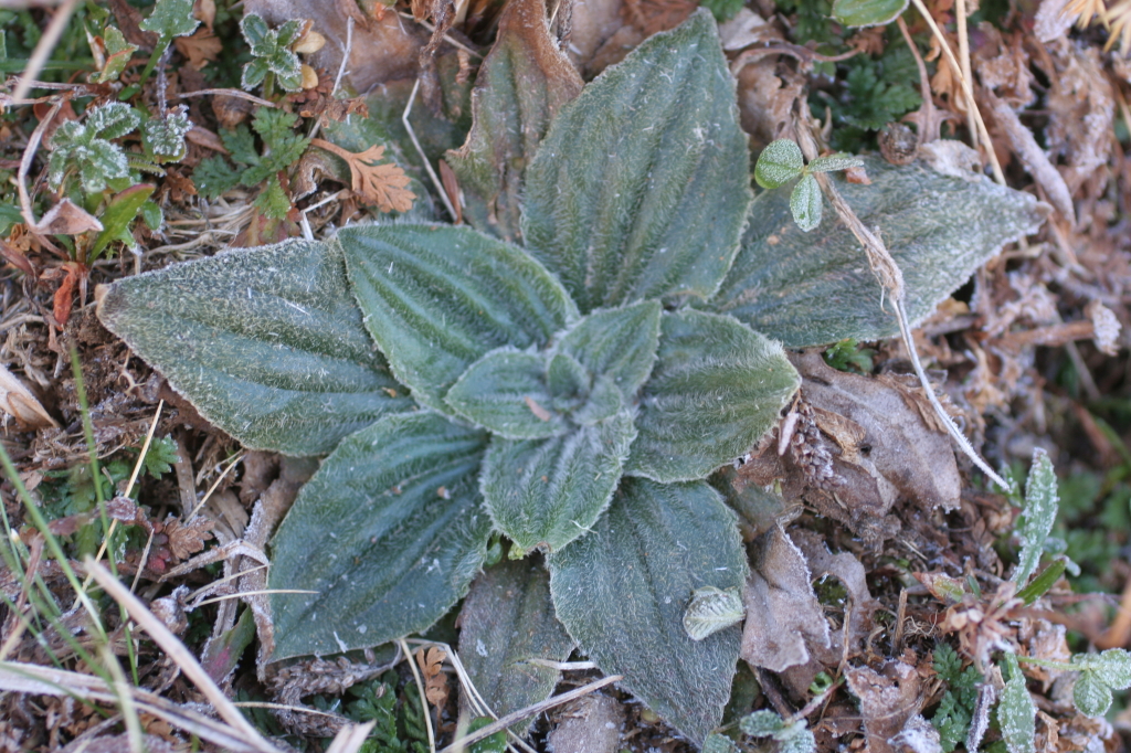 Plantago antarctica (hero image)