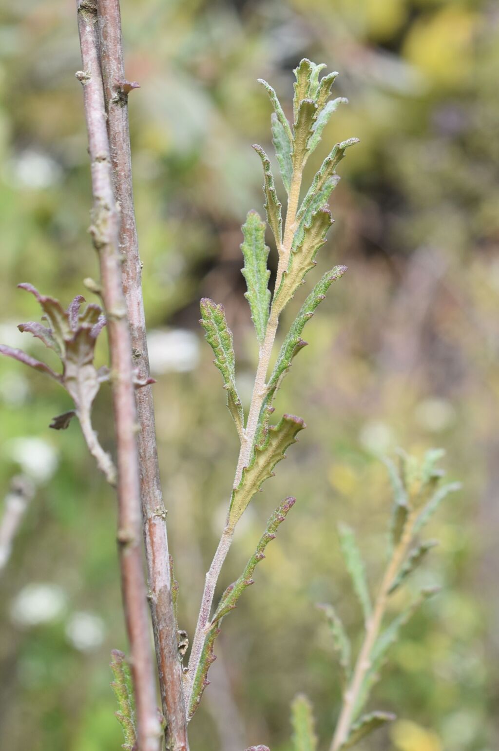 Olearia rugosa subsp. angustifolia (hero image)