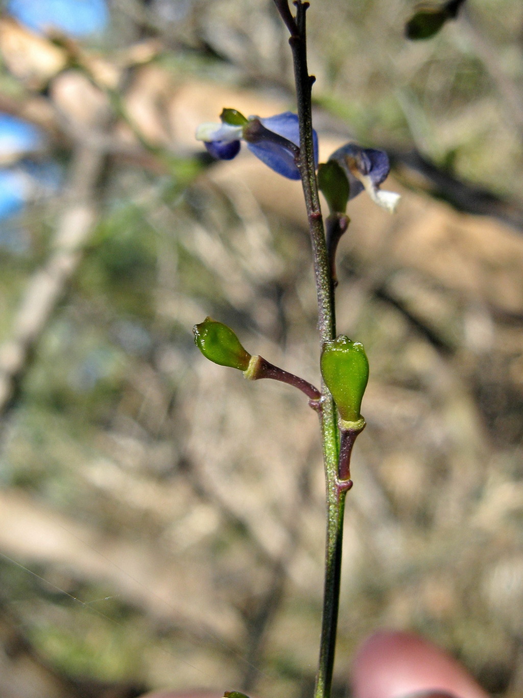 Comesperma volubile (hero image)