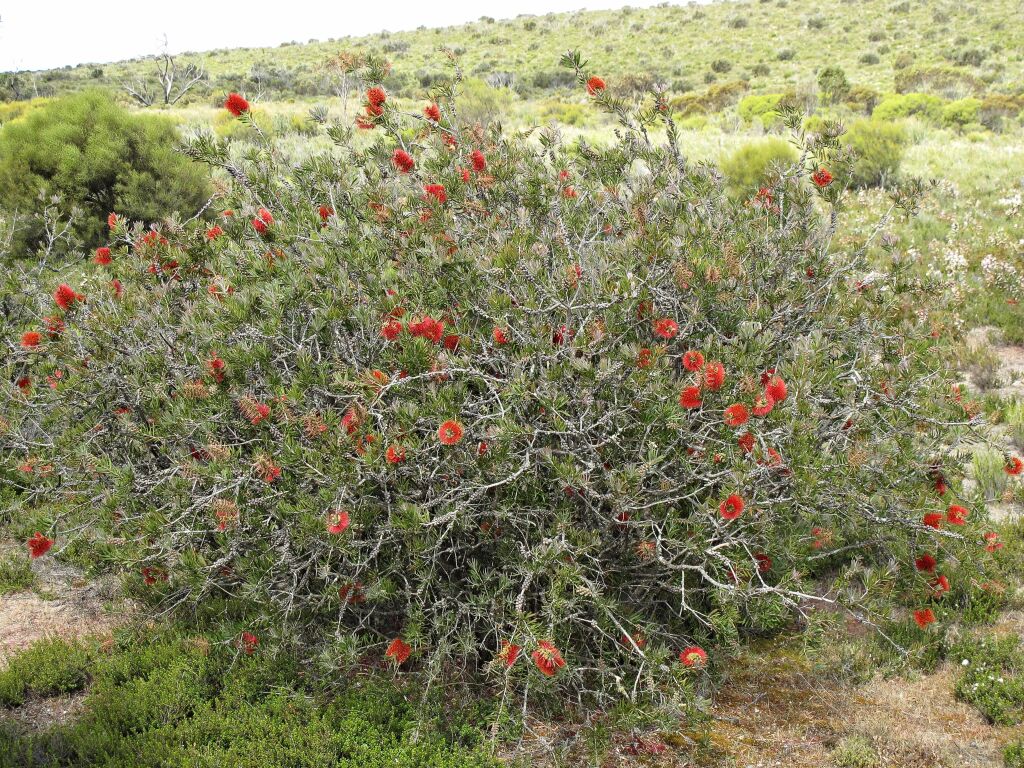 Callistemon (hero image)