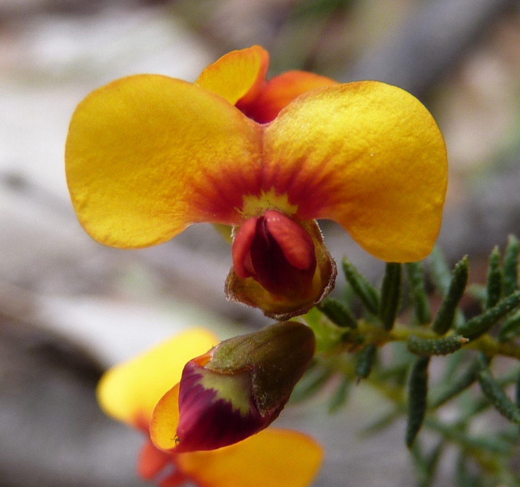 Dillwynia phylicoides (hero image)