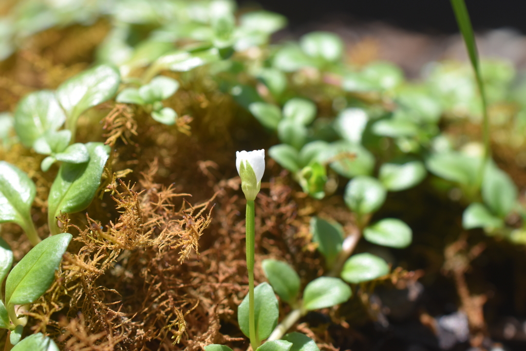 Epilobium brunnescens (hero image)